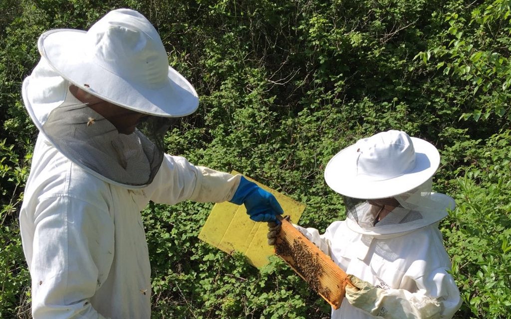 It’s ‘Bee-n’ a good winter for Aberthaw hives