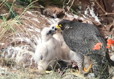 Rare birds nesting at Mountsorrel Quarry