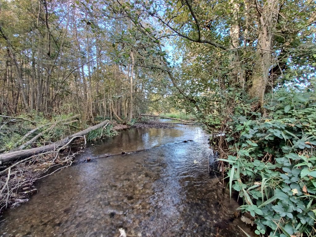 A river runs through it – how Panshanger Park is playing its part in protecting and promoting chalk streams