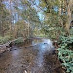 A river runs through it – how Panshanger Park is playing its part in protecting and promoting chalk streams