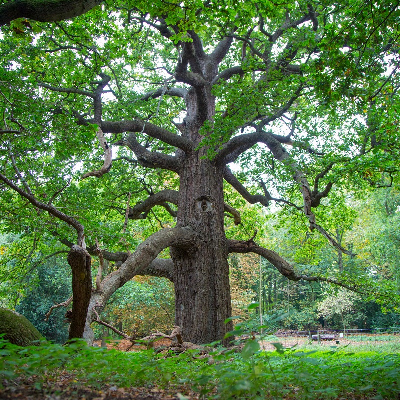 Panshanger Park plans to plant a panoply of trees for Queen’s Green ...