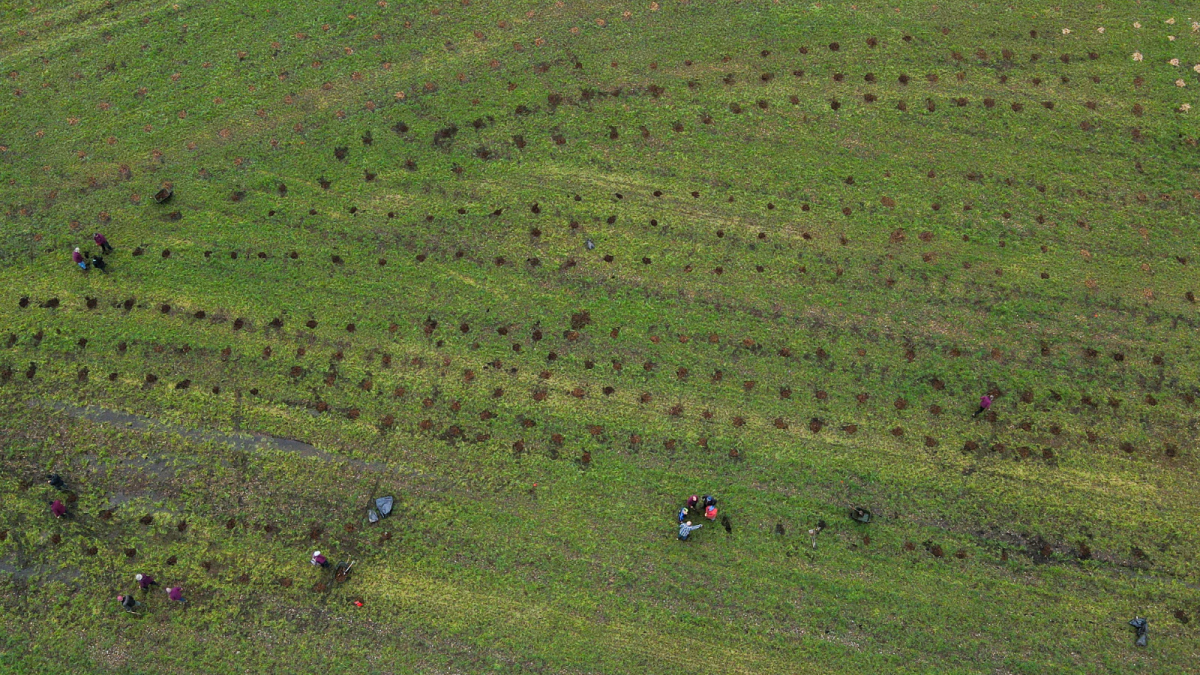 ‘Queen’s Wood’ complete thanks to community effort Panshanger Park