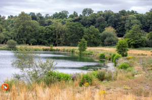 Nature at Panshanger Park