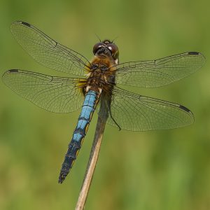 Dragonfly Walk At Panshanger Park