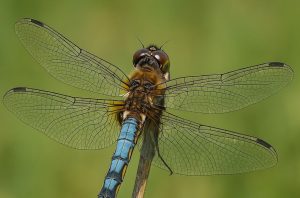 Dragonfly Walk At Panshanger Park