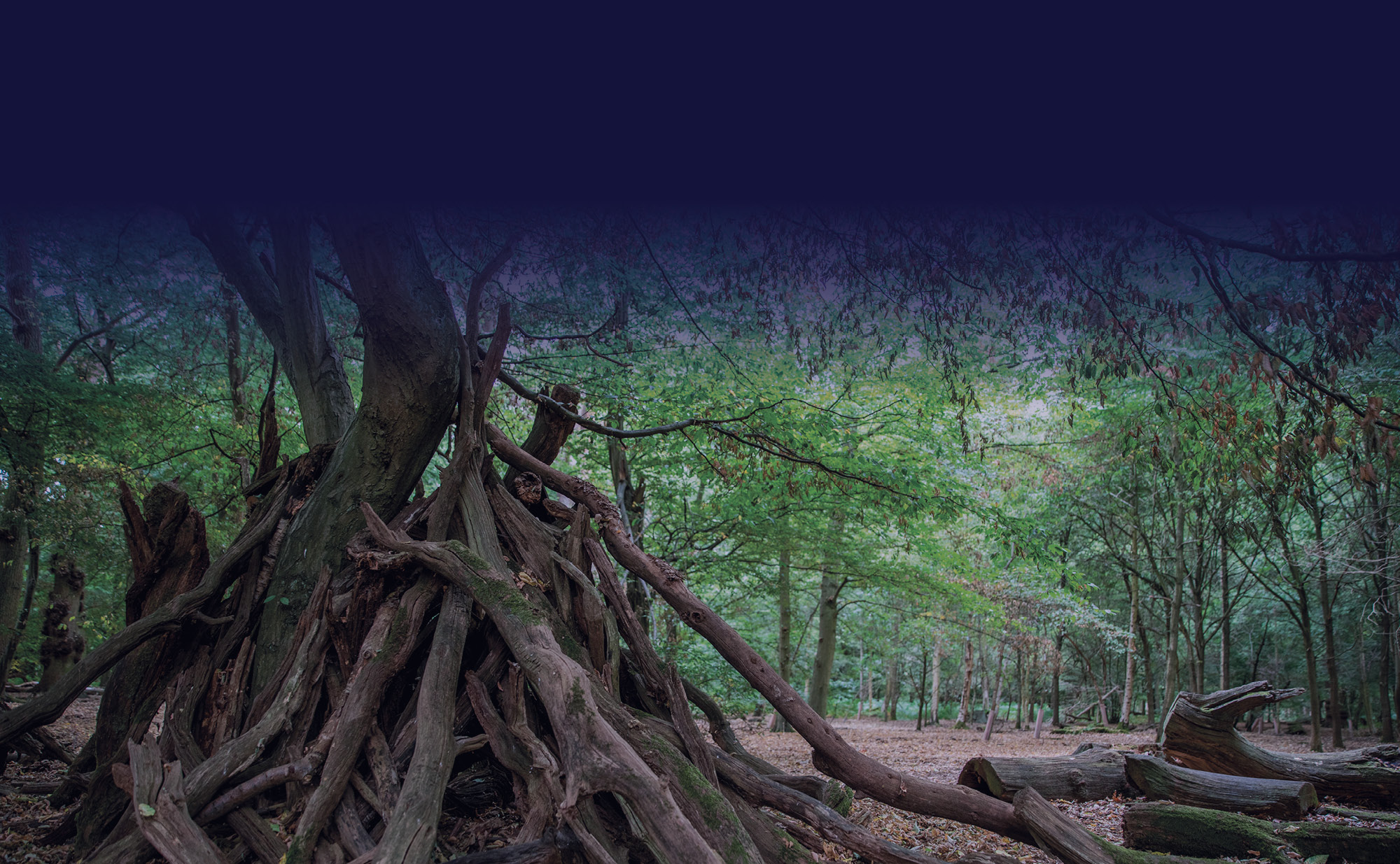 Big Withered Tree Trunk