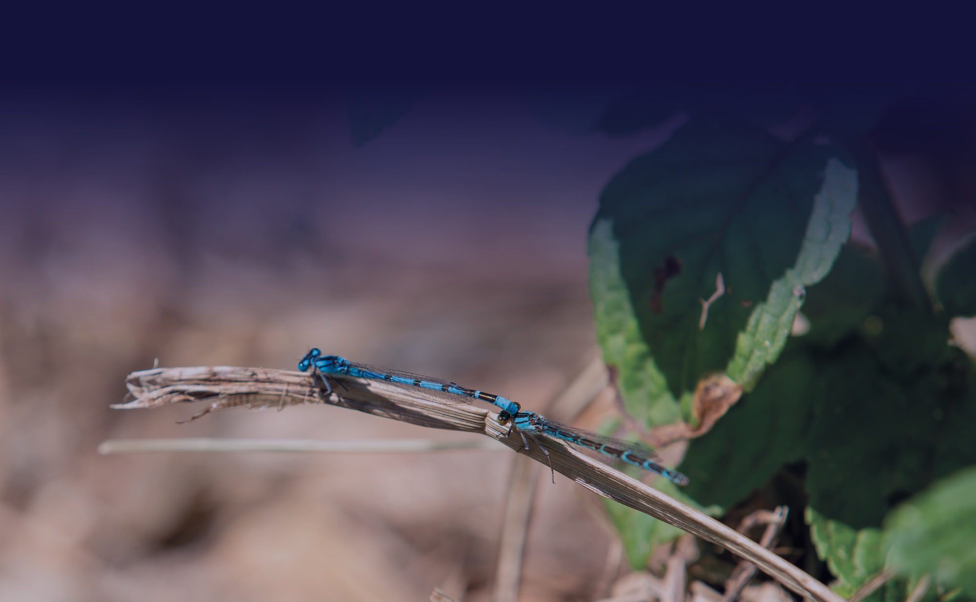 Dragonfly on a stick with a green leaf in the background