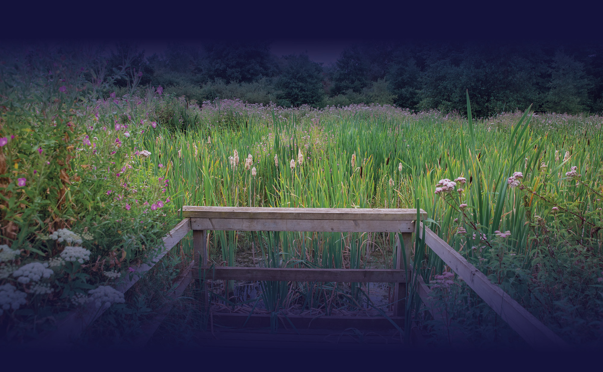 Bench in a field