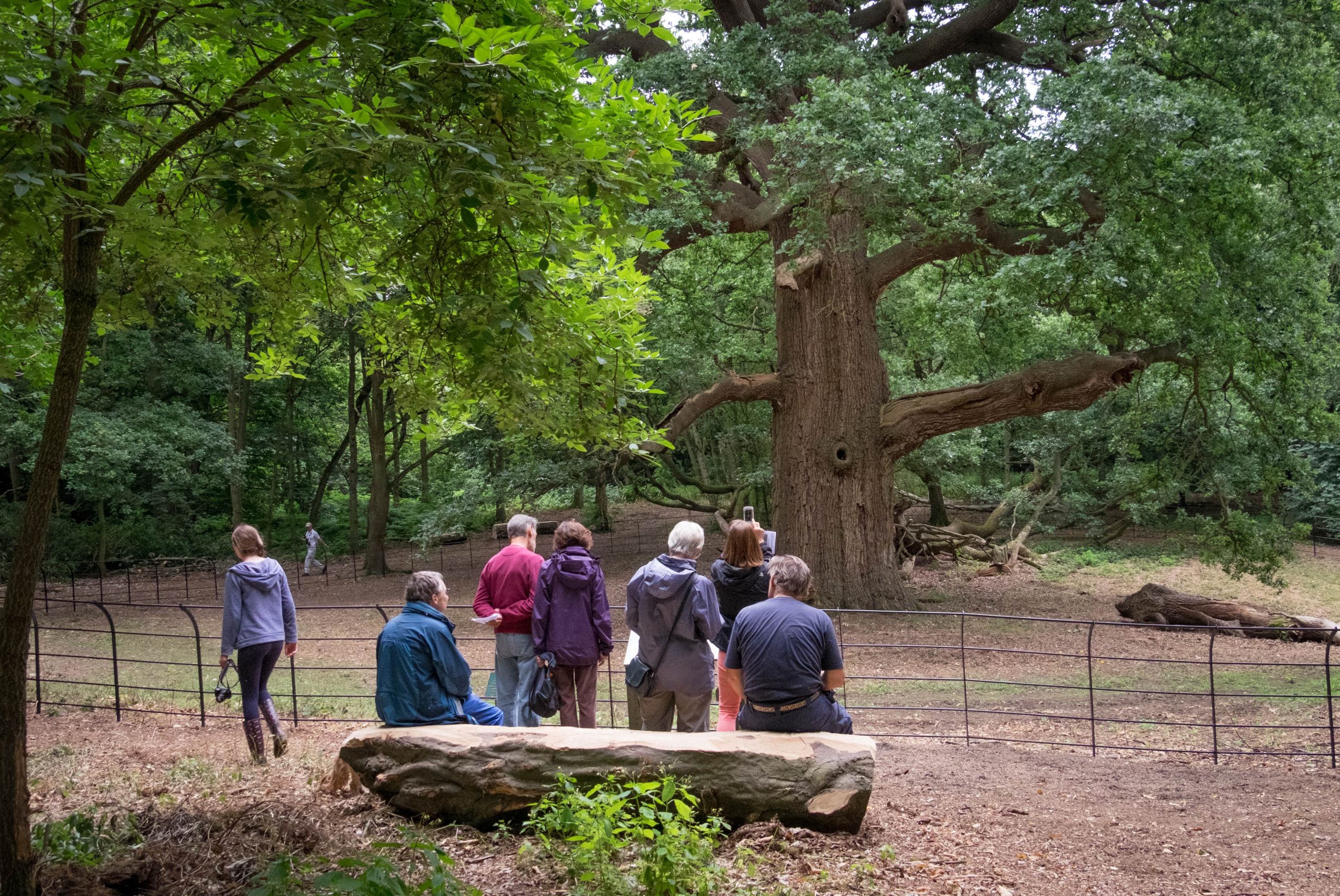 People looking at a tree