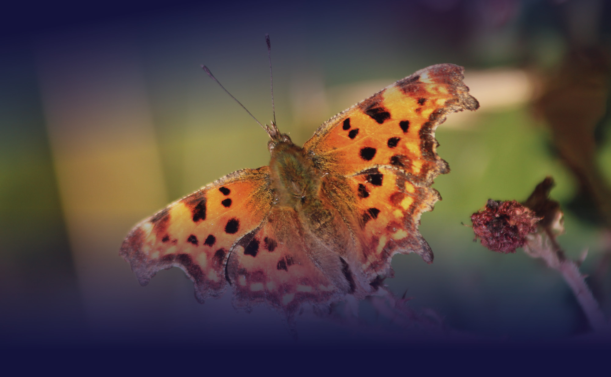 colourful butterfly