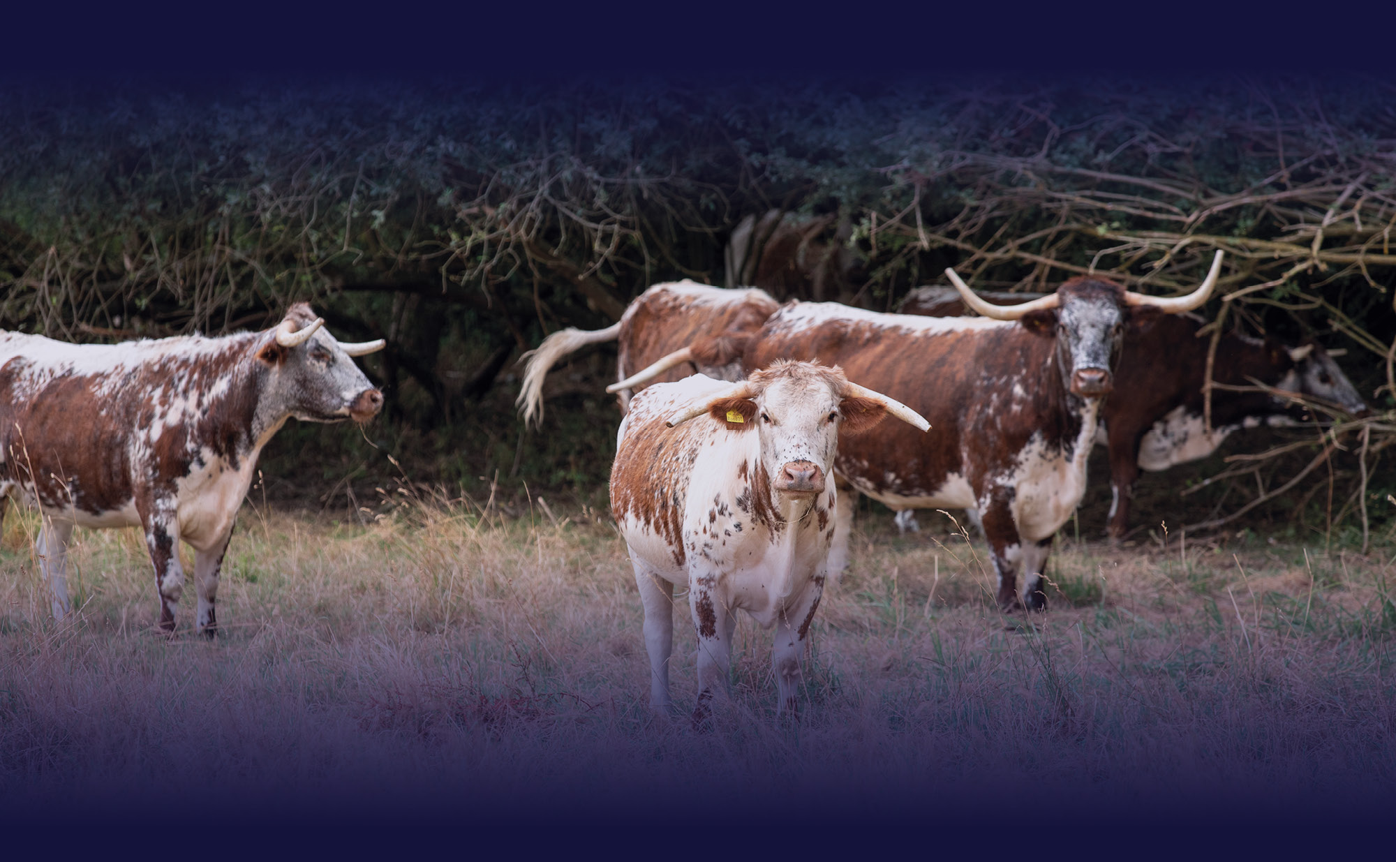Cows in a field
