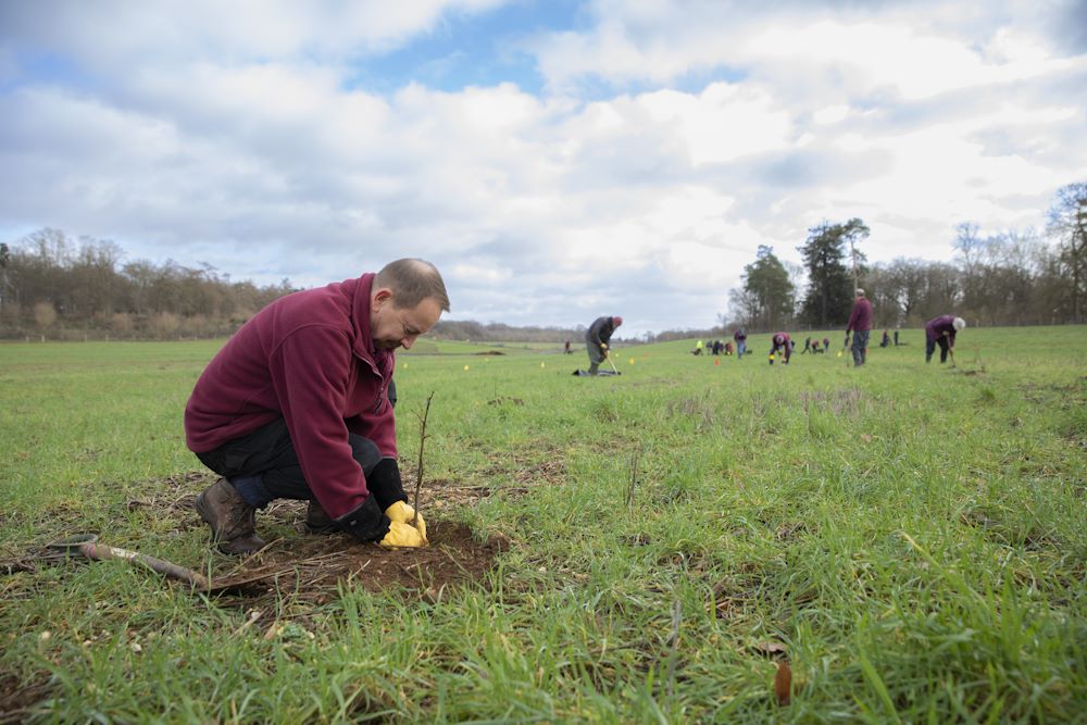 People planting trees in a grassy field under a partly cloudy sky.