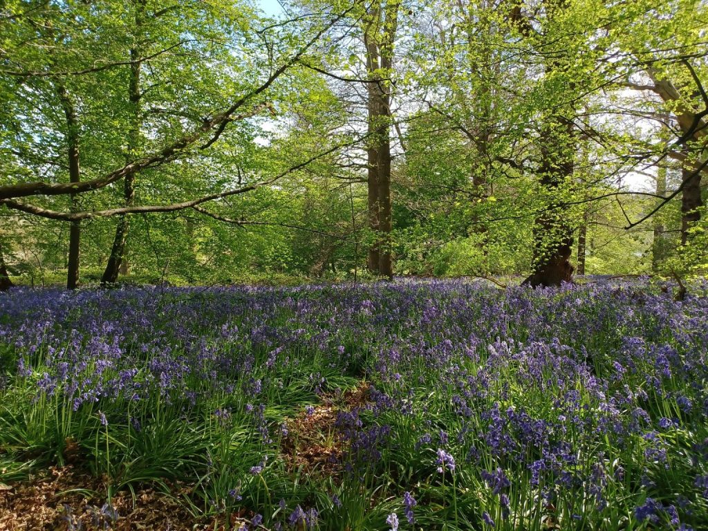Panshanger Park plans to plant a panoply of trees for Queen’s Green Canopy jubilee celebrations