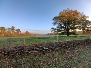 Panshanger Park invites you to join tree planting events this Winter