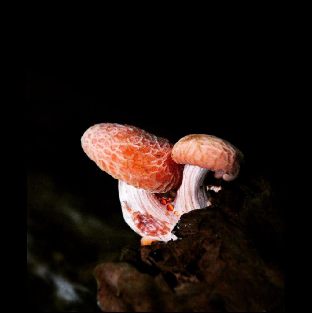 Wrinkled Peach Mushroom discovered at Panshanger Park