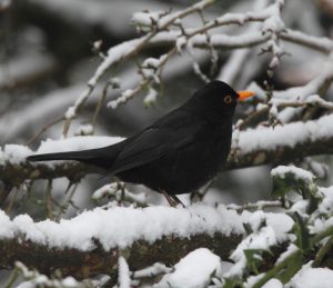 Twelve animals of Christmas