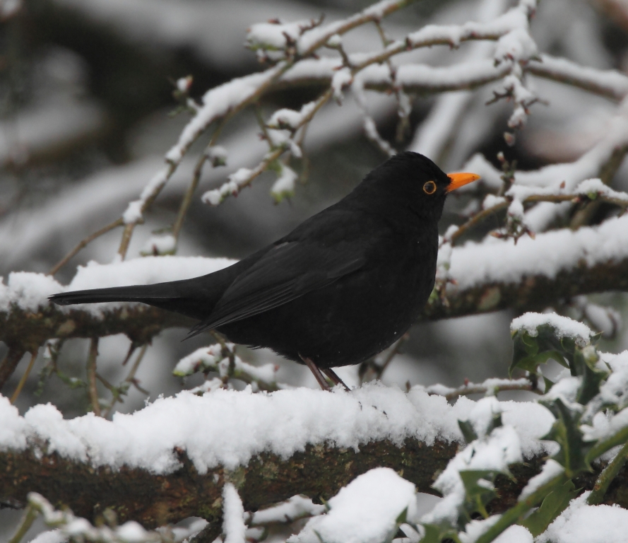 Twelve animals of Christmas