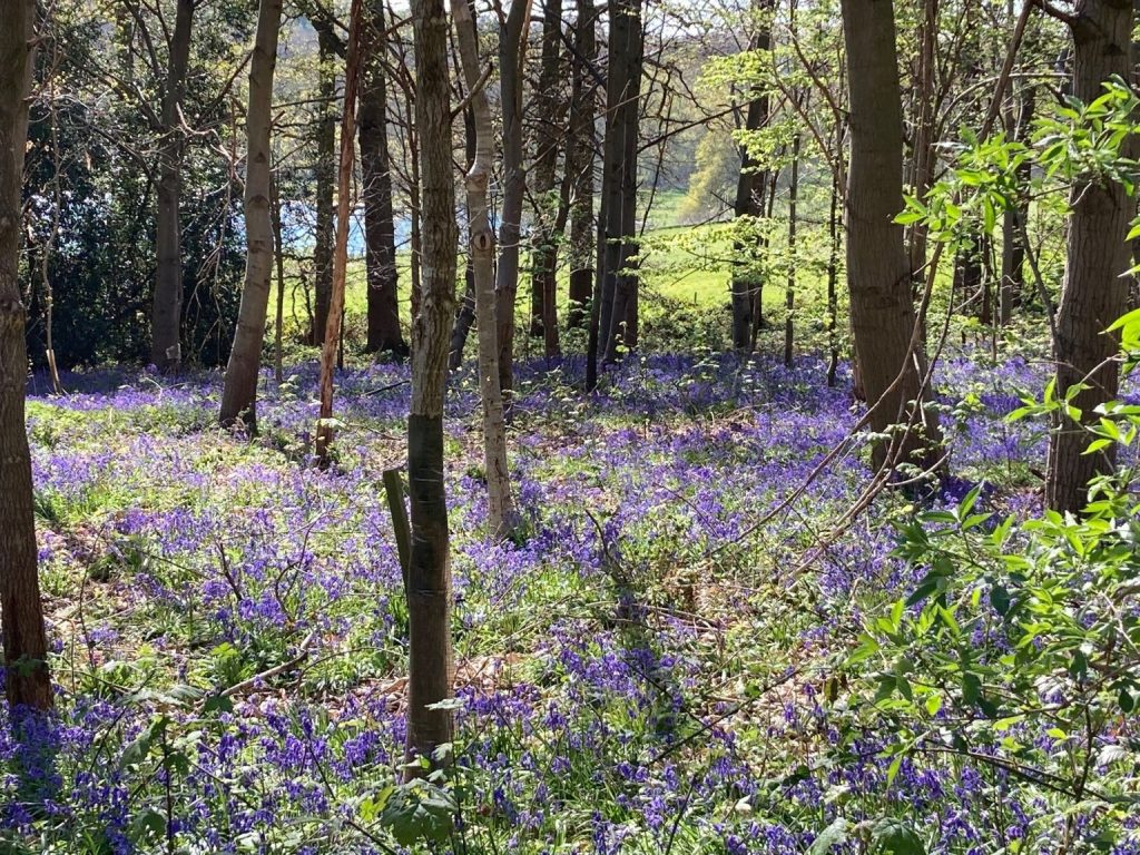 Where to see bluebells in the woods at Panshanger Park