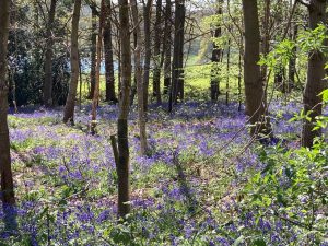 Where to see bluebells in the woods at Panshanger Park