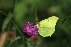 Butterflies flutter by