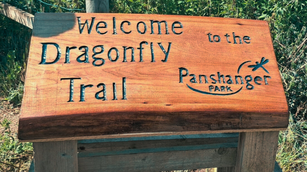 Panshanger Park’s dragonfly hotspot