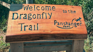 Panshanger Park’s dragonfly hotspot