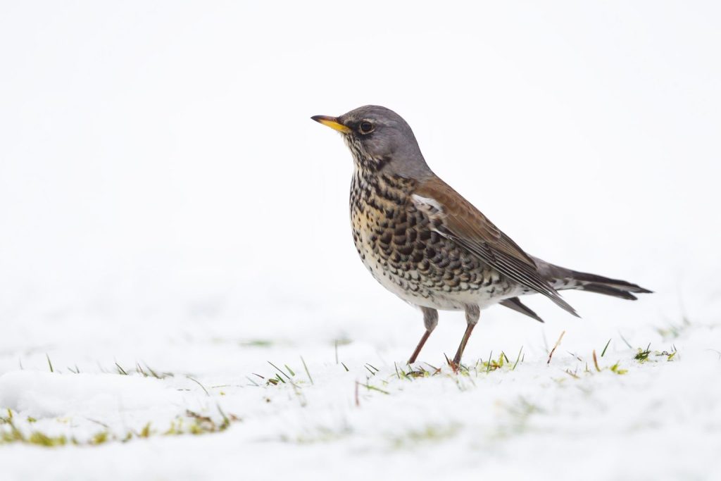 Welcoming winter’s visitors