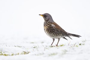 Welcoming winter’s visitors