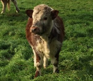 Longhorn Cattle return to Panshanger Park