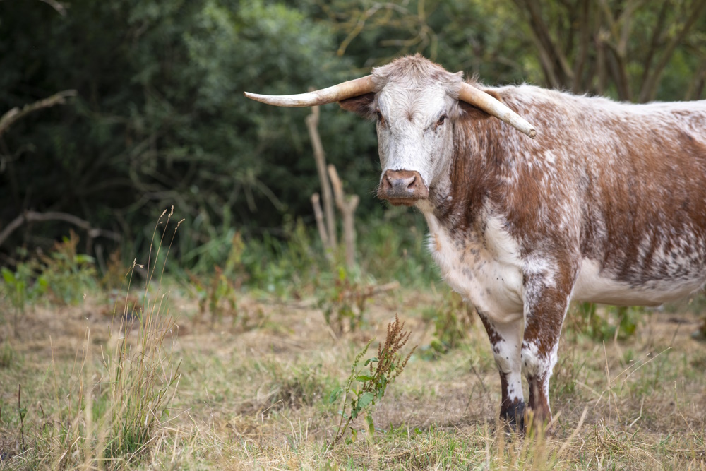 Longhorn cattle return to Panshanger Park