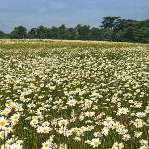 Summer meadows