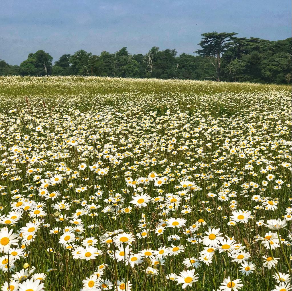 Summer meadows