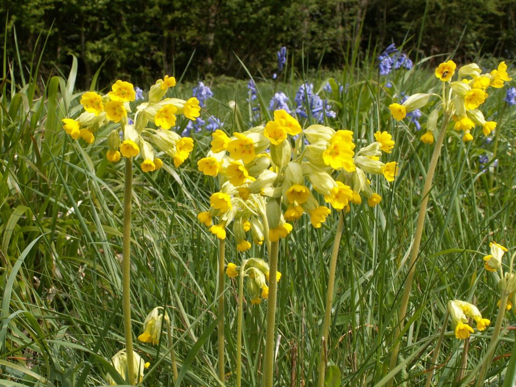 Flowers of spring
