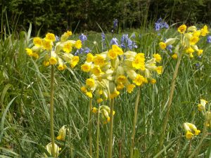 Flowers of spring