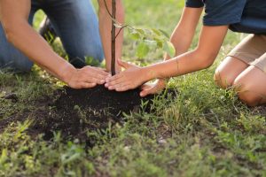 Opportunity to celebrate the life of her Majesty the Queen as Jubilee planting comes to Panshanger Park