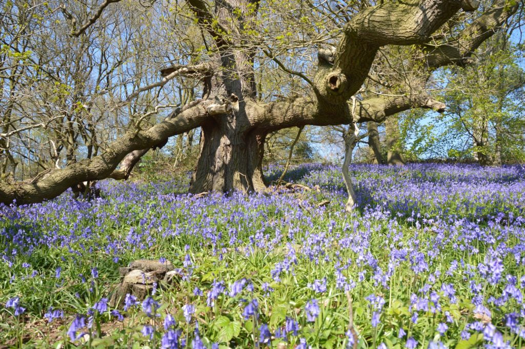 Hertfordshire parkland identified as haven for beetle biodiversity