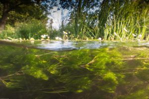 Protecting the River Mimram