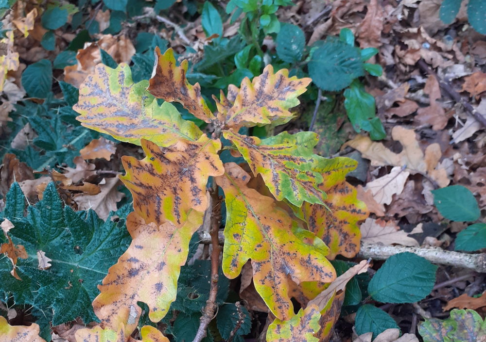 Autumnal explorations at Panshanger