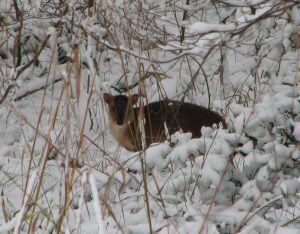 A new year at Panshanger Park