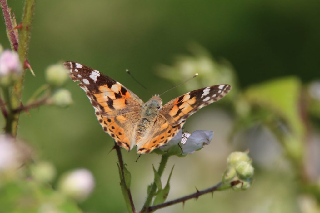 Nature migrations