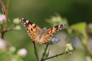Nature migrations