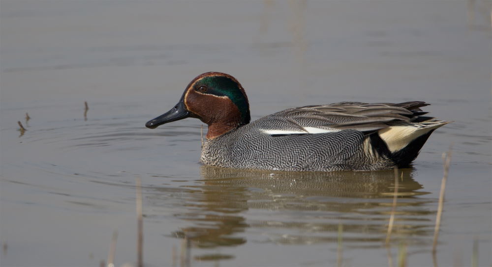 Welcoming back the winter wildfowl visitors