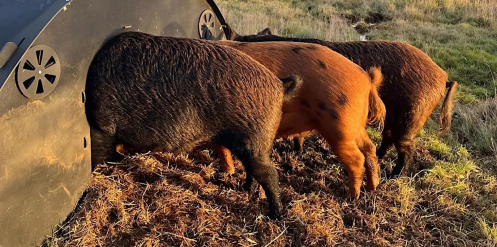 Meet our Iron Age pigs at Panshanger Park!
