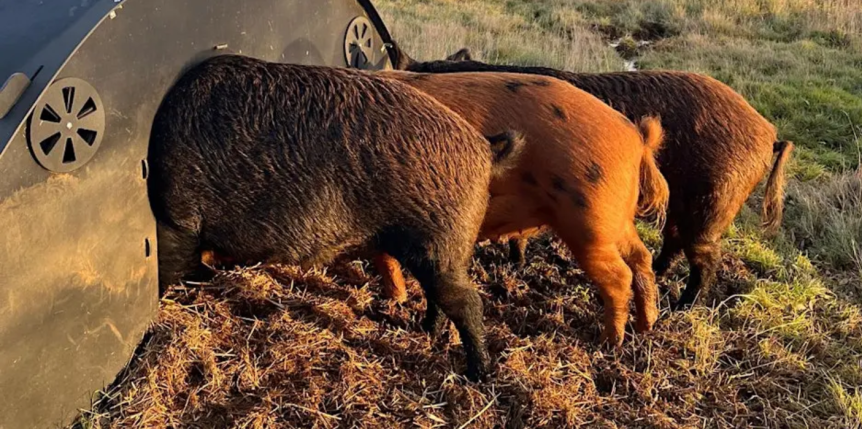 big hairy pigs