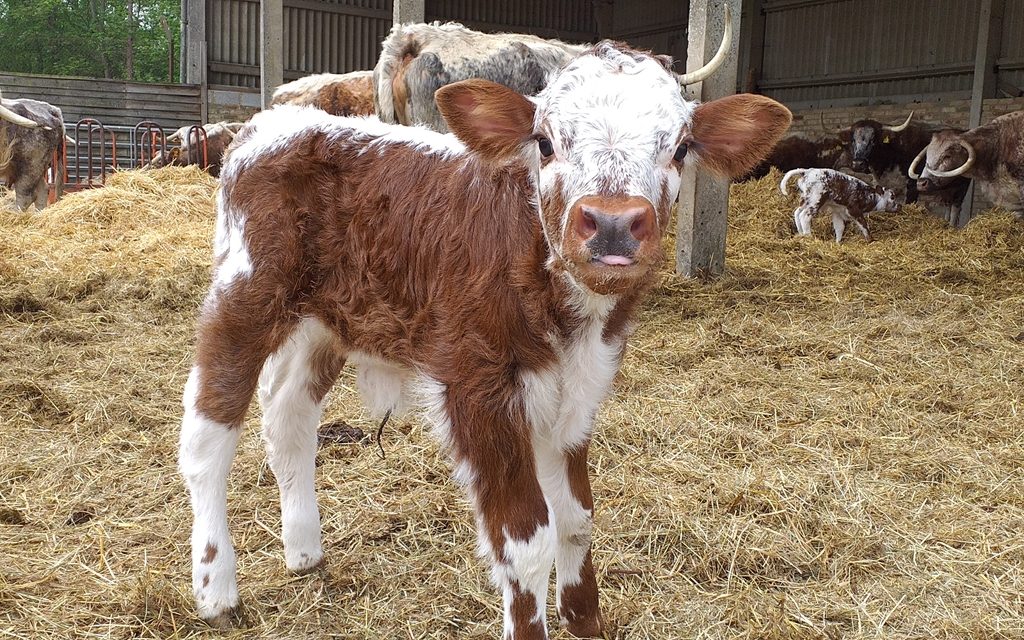 Panshanger Park Welcomes New Longhorn Calves