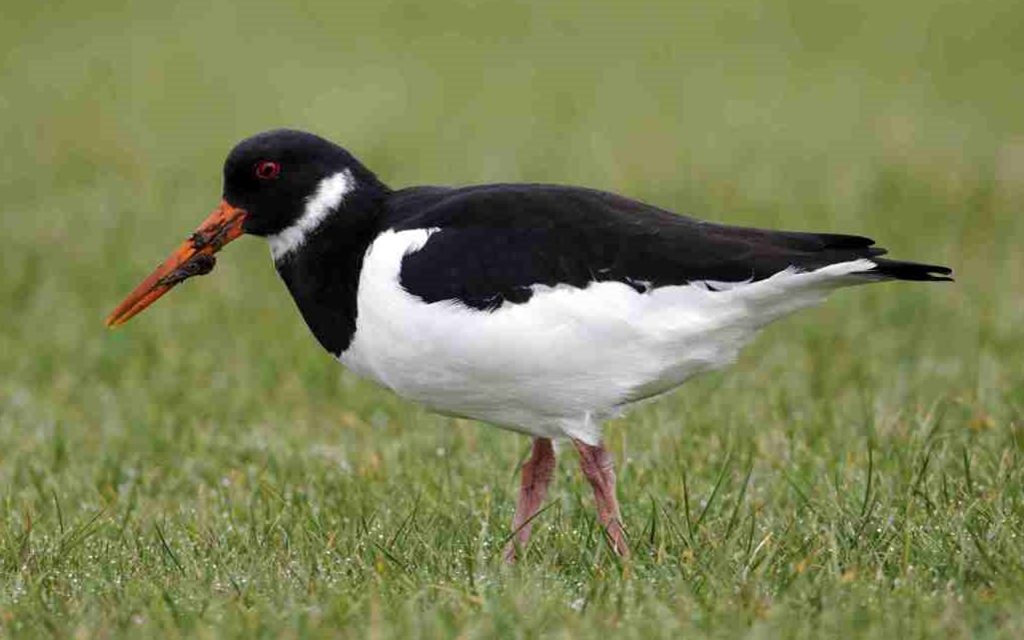 Rare birds spotted nesting at Herefordshire Quarry