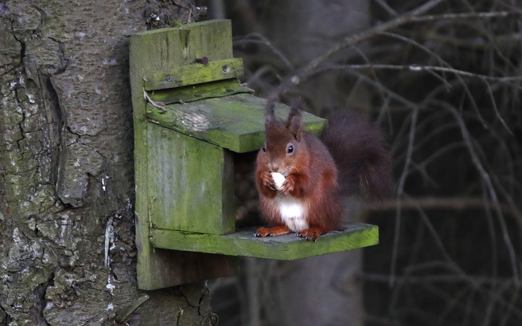 Tarmac goes nuts for Squirrel Appreciation Day