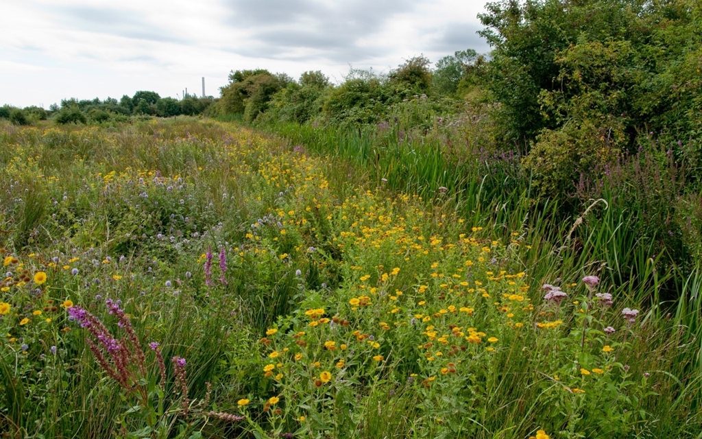 Tarmac’s Holborough Marsh a haven for wildlife