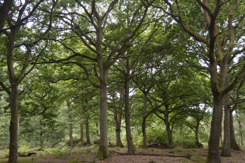 Tarmac receives approval from Natural England to expand National Nature Reserve