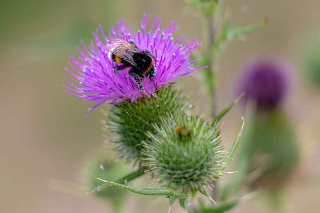 How to ‘bee kind’ this February – bee hotel giveaway